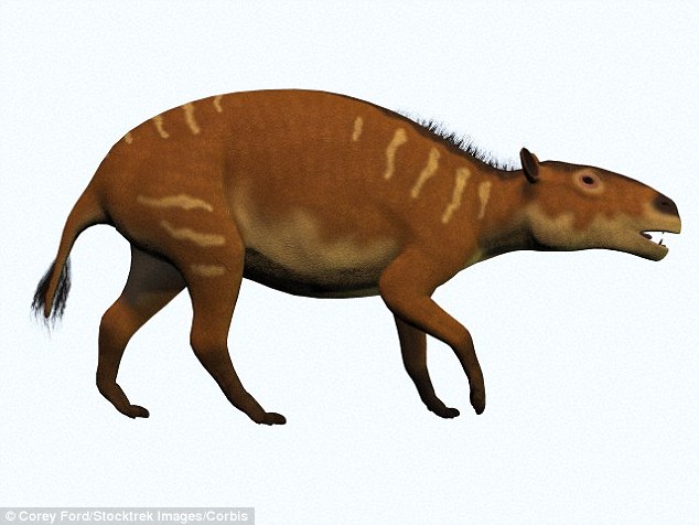 These ancient creatures, known as Eurohippus messelensism had four toes on each forefoot and three toes on each the hind foot, and it was about the size of a modern fox terrier. Artist's impression pictured